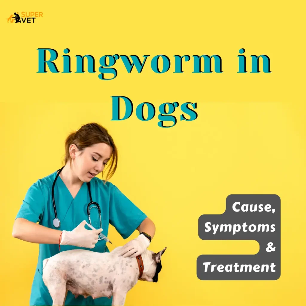 Front view of female veterinarian injecting little dog on a yellow wall with text "ringworm in dogs"