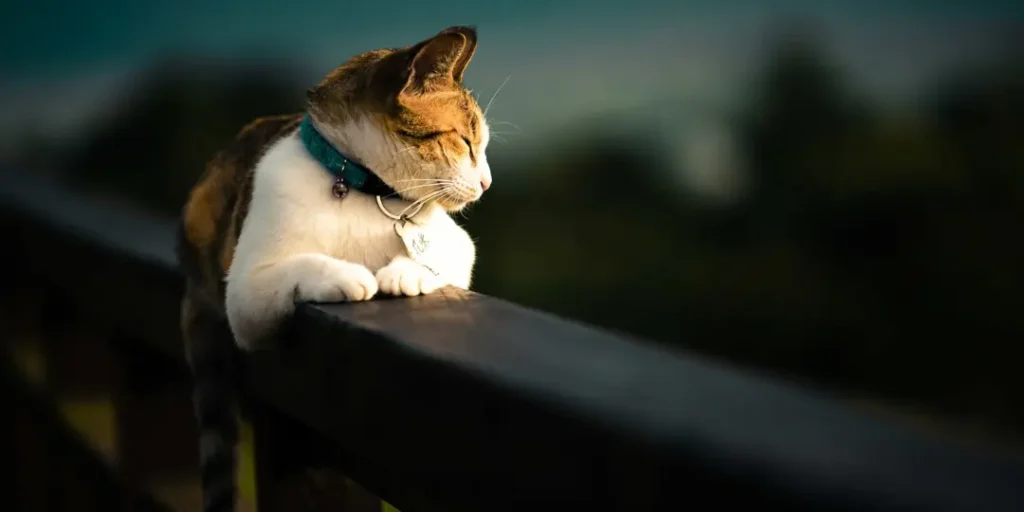 Beautiful domestic cat laying on a fence