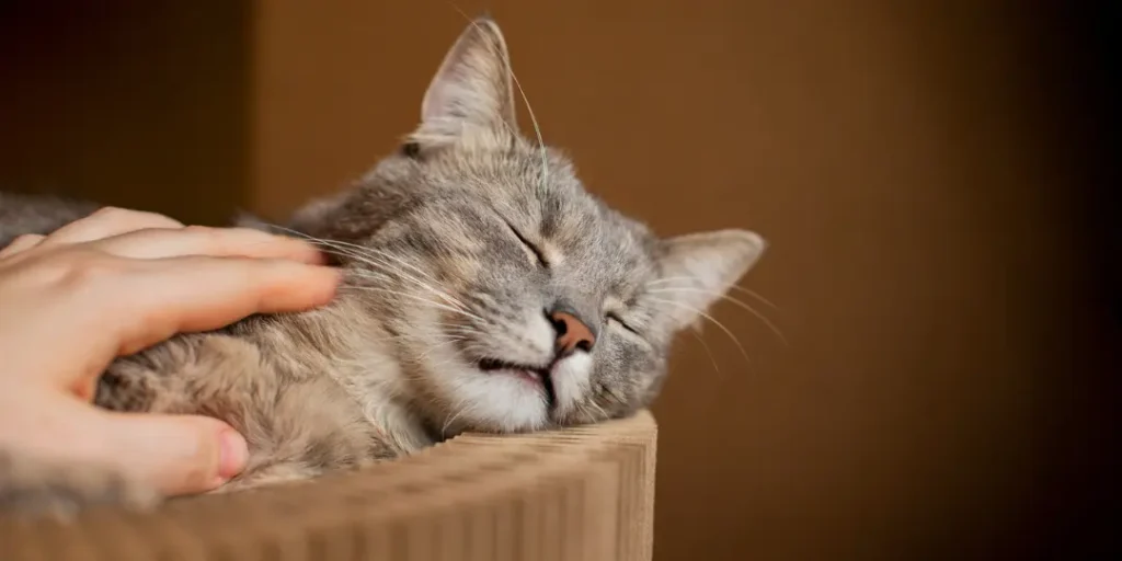 Close up on sleepy beautiful cat