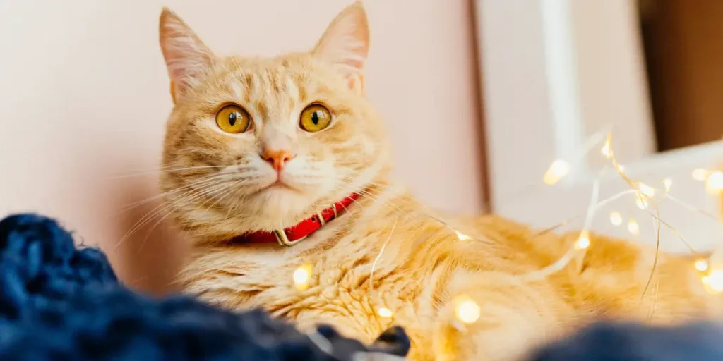 Cat and Christmas lights. cute ginger cat lying near the window and play with lights.