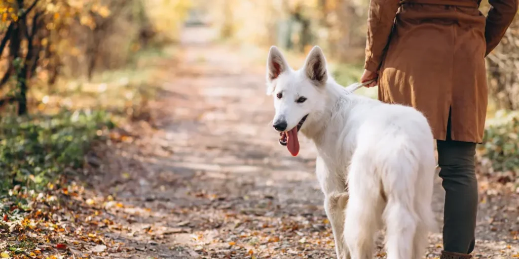 Young woman in park with her white dog