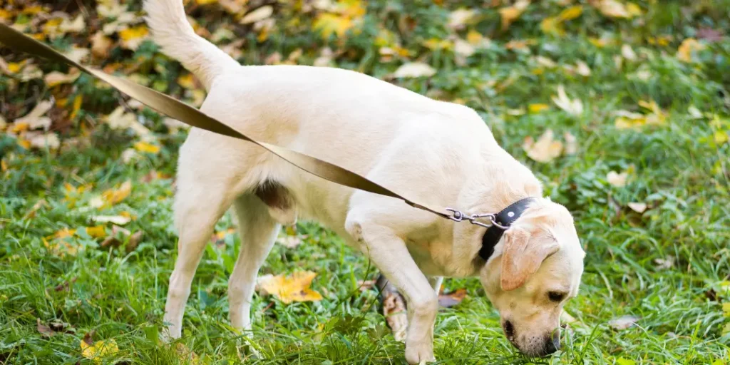 Adorable labrador outdoor for a walk