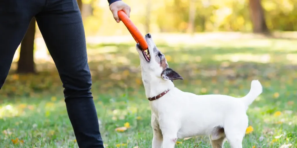 dog playing with owner in the park