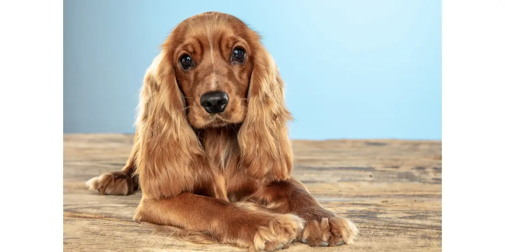  english cocker spaniel young dog is posing. cute playful brown doggy or pet is lying on wooden floor