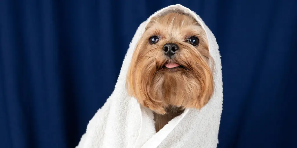 Lovely pet portrait isolated, cute dog in bath towel