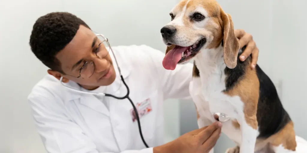 Veterinarian checking dog medium shot