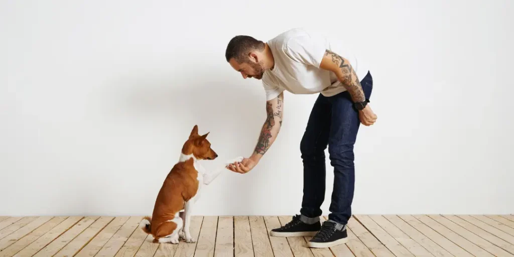 A dog owner wearing plain white t-shirt and dark blue jeans is bending down to shake a paw of his cute basenji dog against white wall