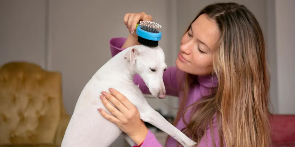 Close up on pet lifestyle, a woman brushing dog's hairs.
