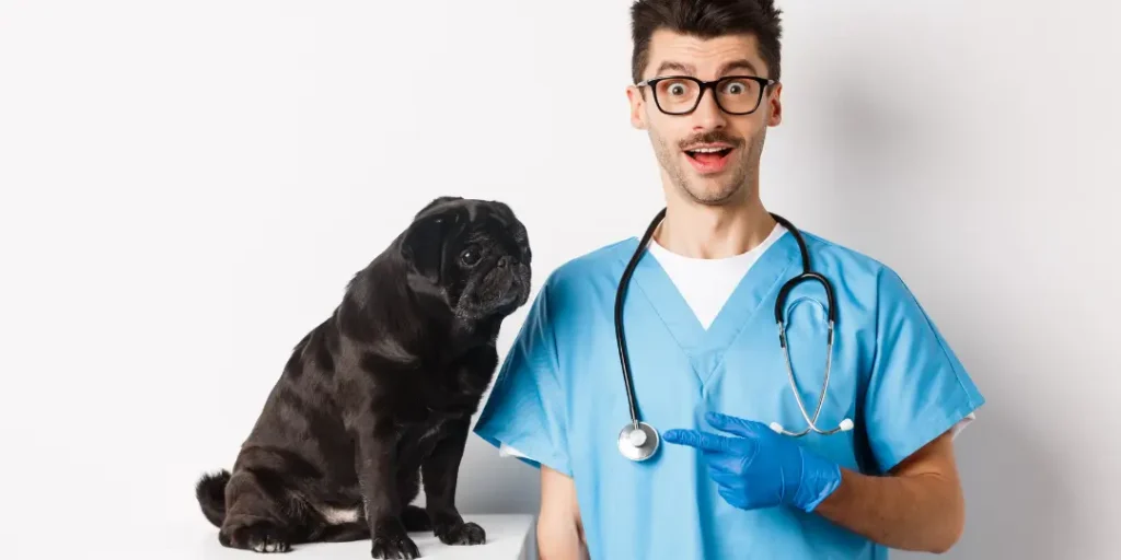 Amazed doctor staring at camera, male veterinarian pointing finger at cute black pug dog on examination table,