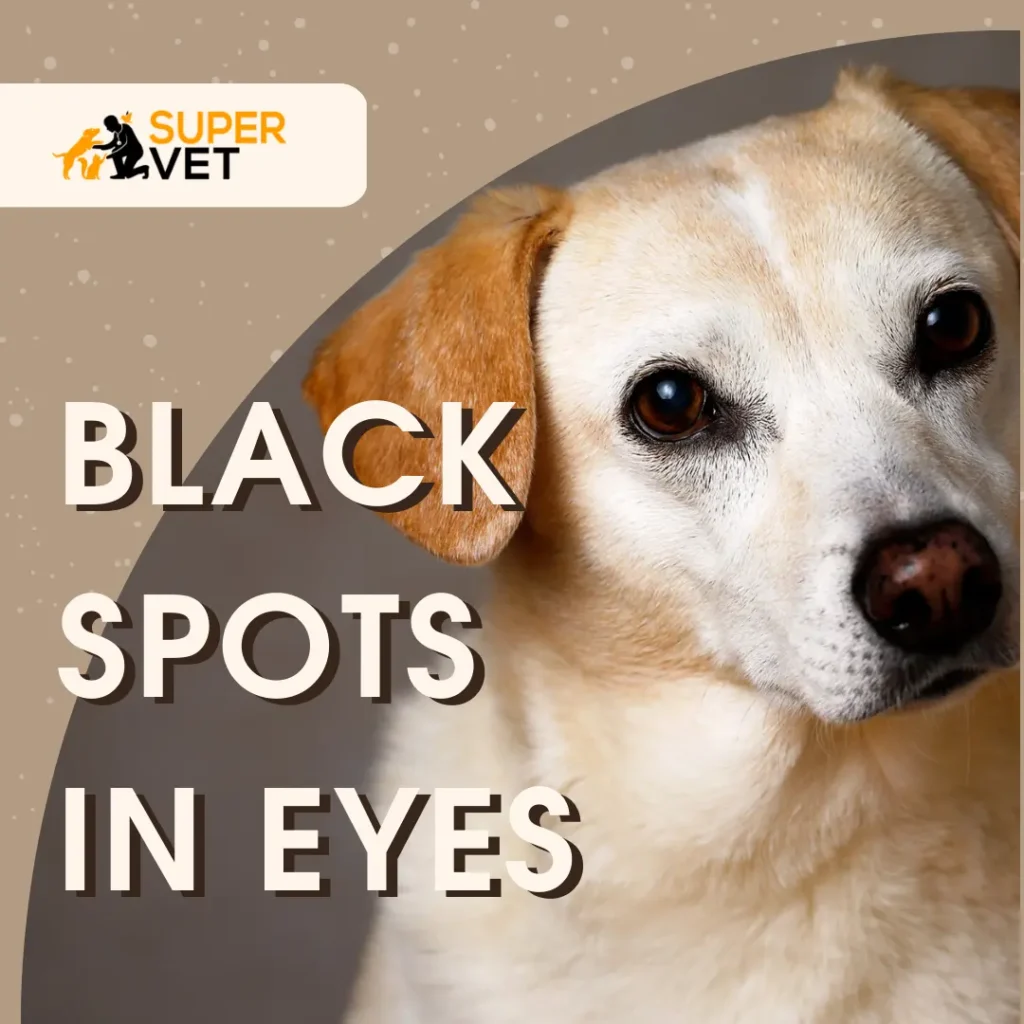 cute white dog with text "black spots in eyes"