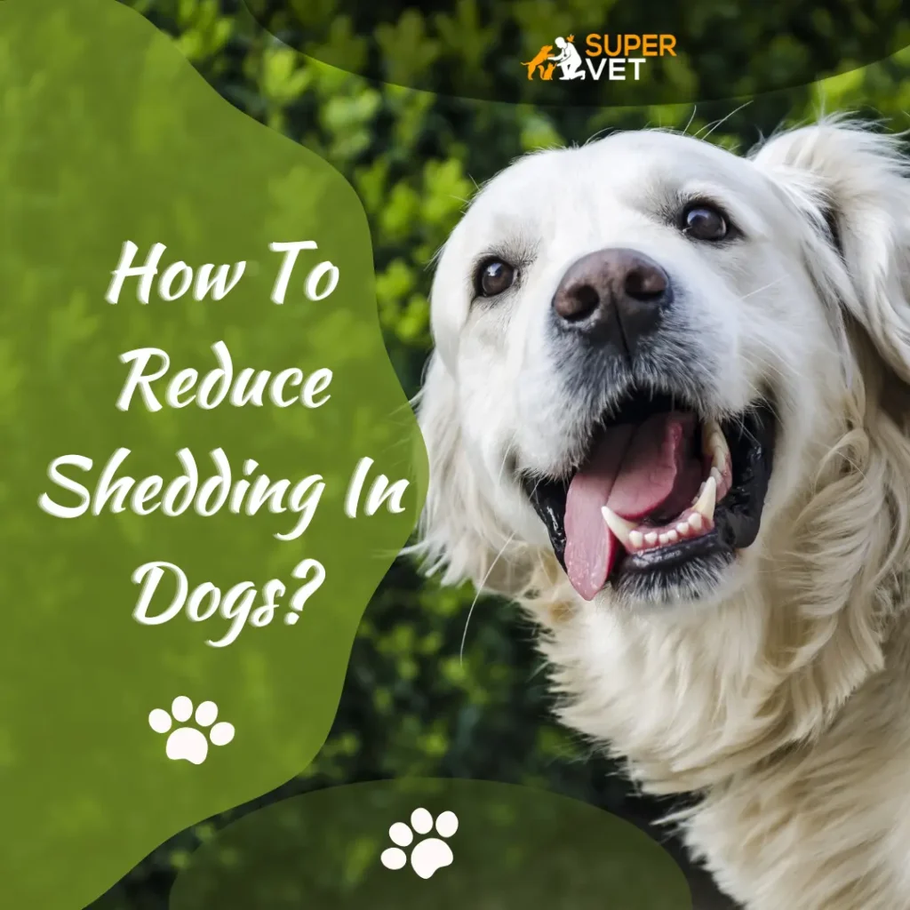 a white dog with text "How To Reduce Shedding In Dogs?"