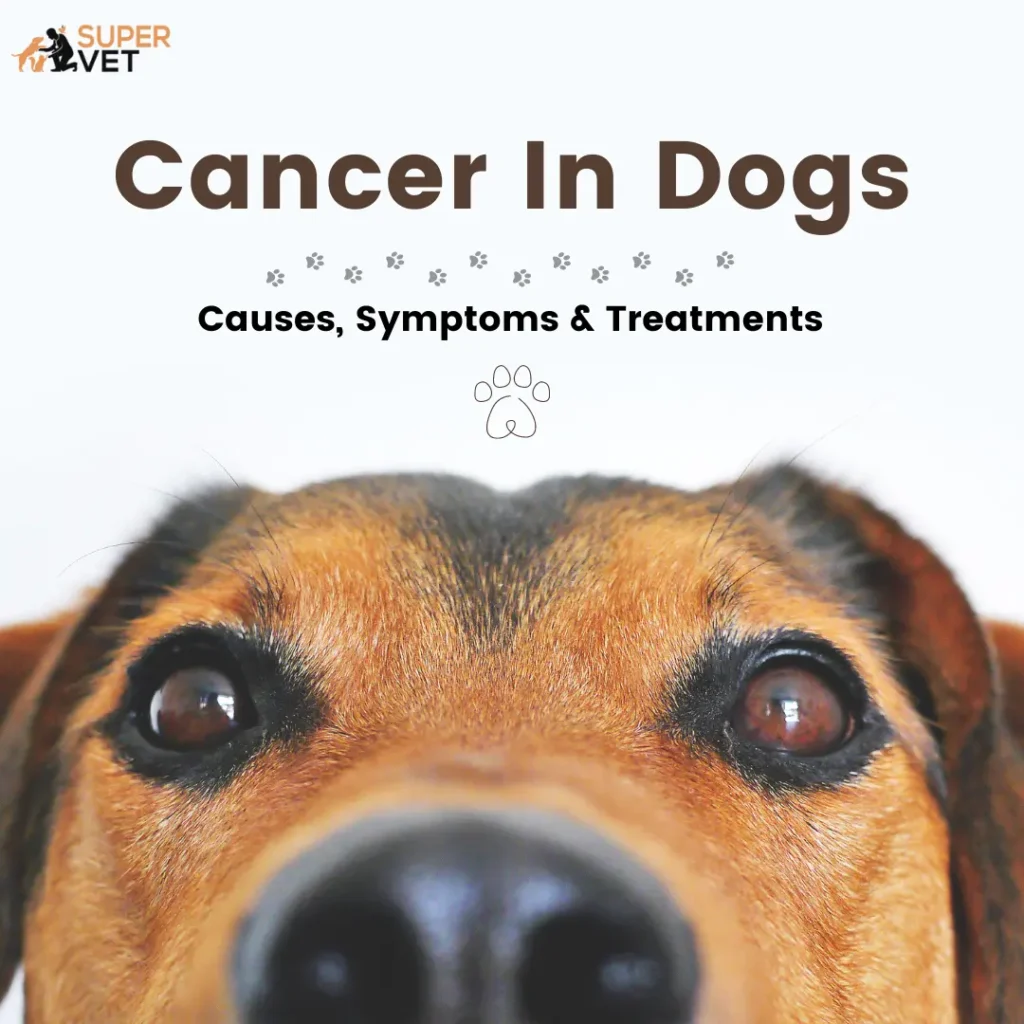 eyes of dogs with text "cancer in dogs: causes, symptoms & treatments"