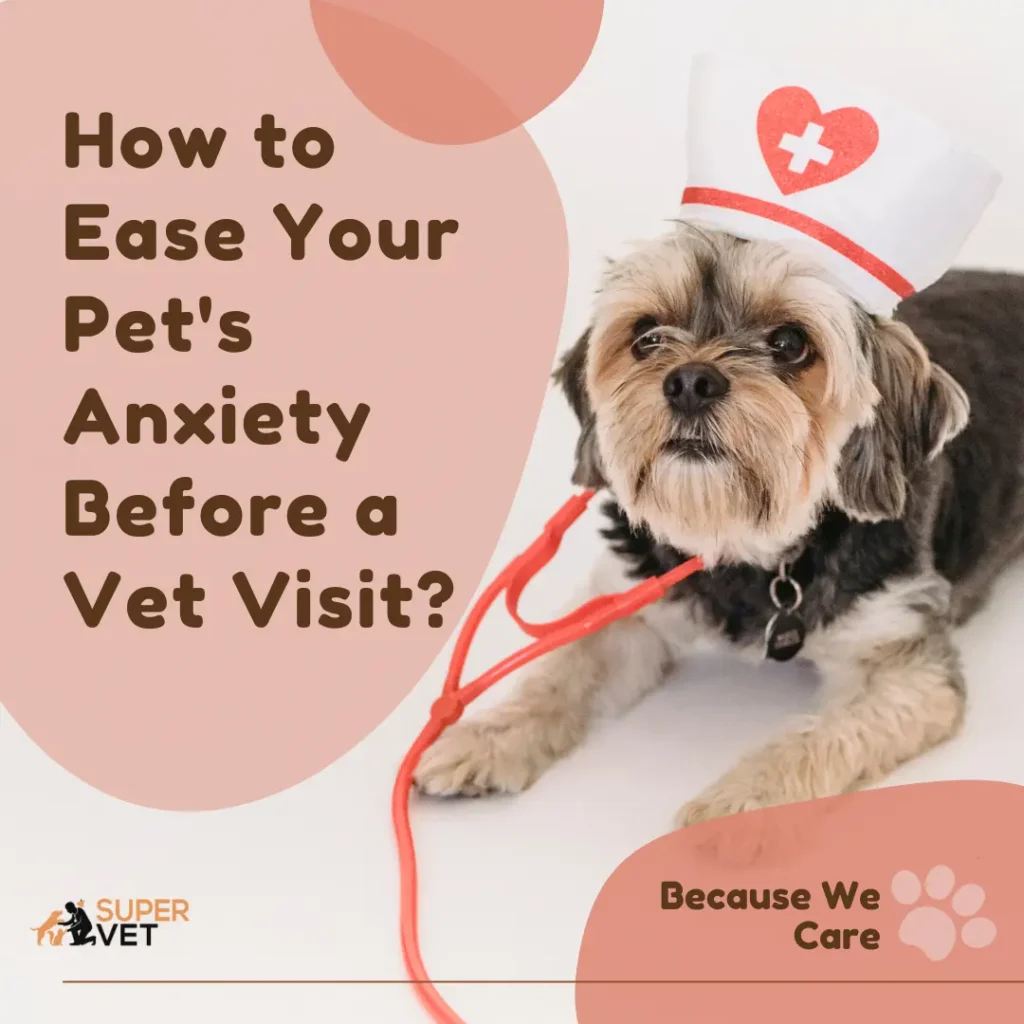a cute hairy dog wearing cap with plus sign "How to Ease Your Pet's Anxiety Before a Vet Visit"
