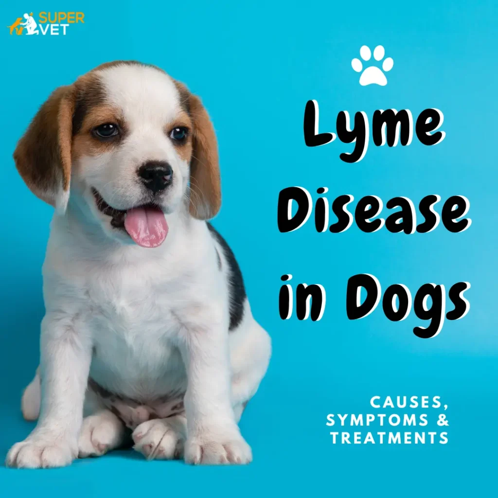 a blue background behind a cute dog with text "Lyme disease in dogs: causes, symptoms & Treatments"